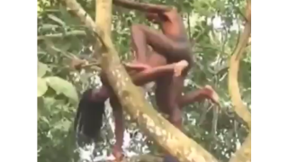 Couple Fucking Doggy On A Tree