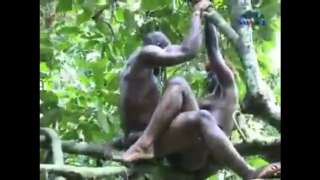 African Couple Fucking Hard Ontop Of A Tree In The Bush